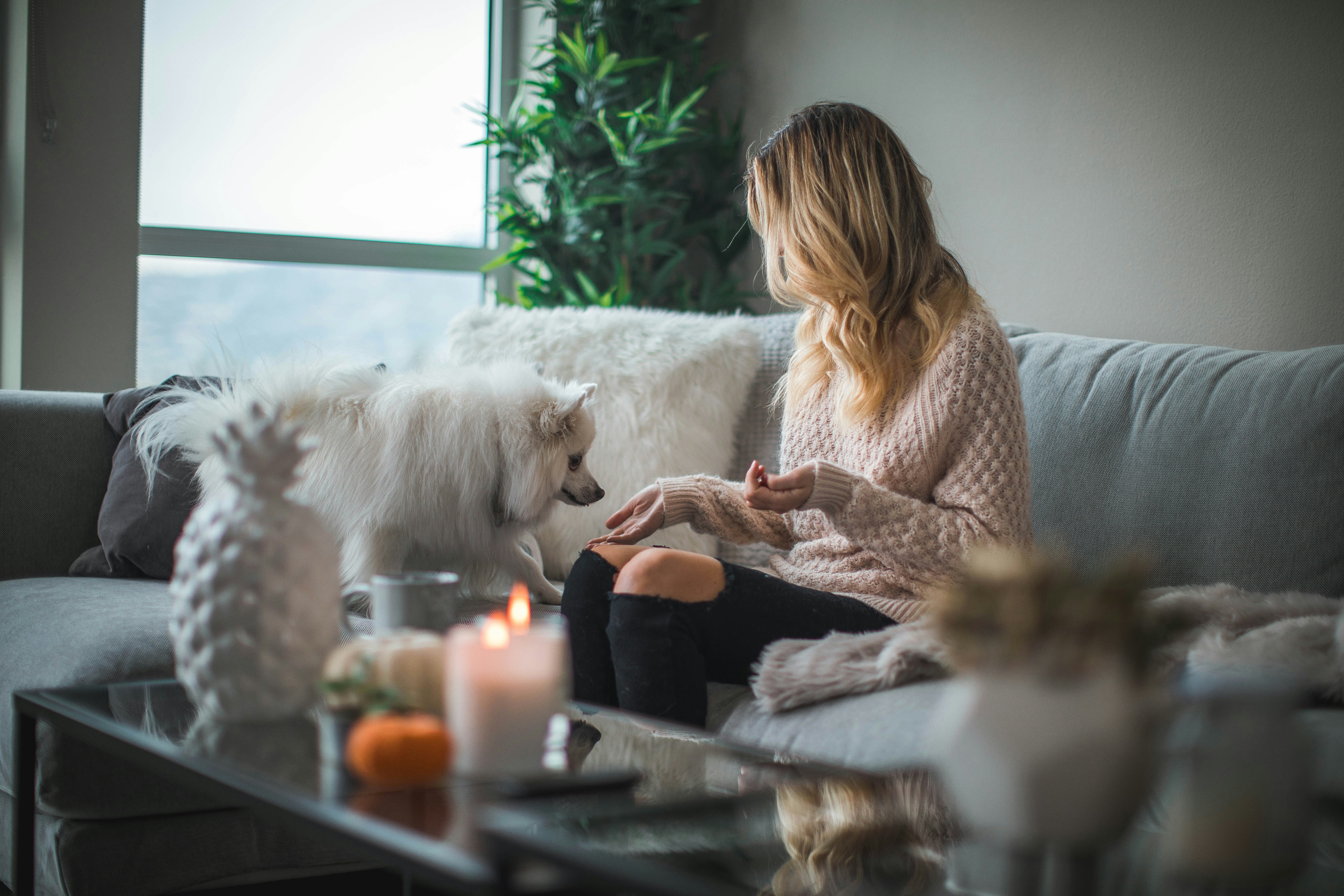 Pet sitting service in Marbella