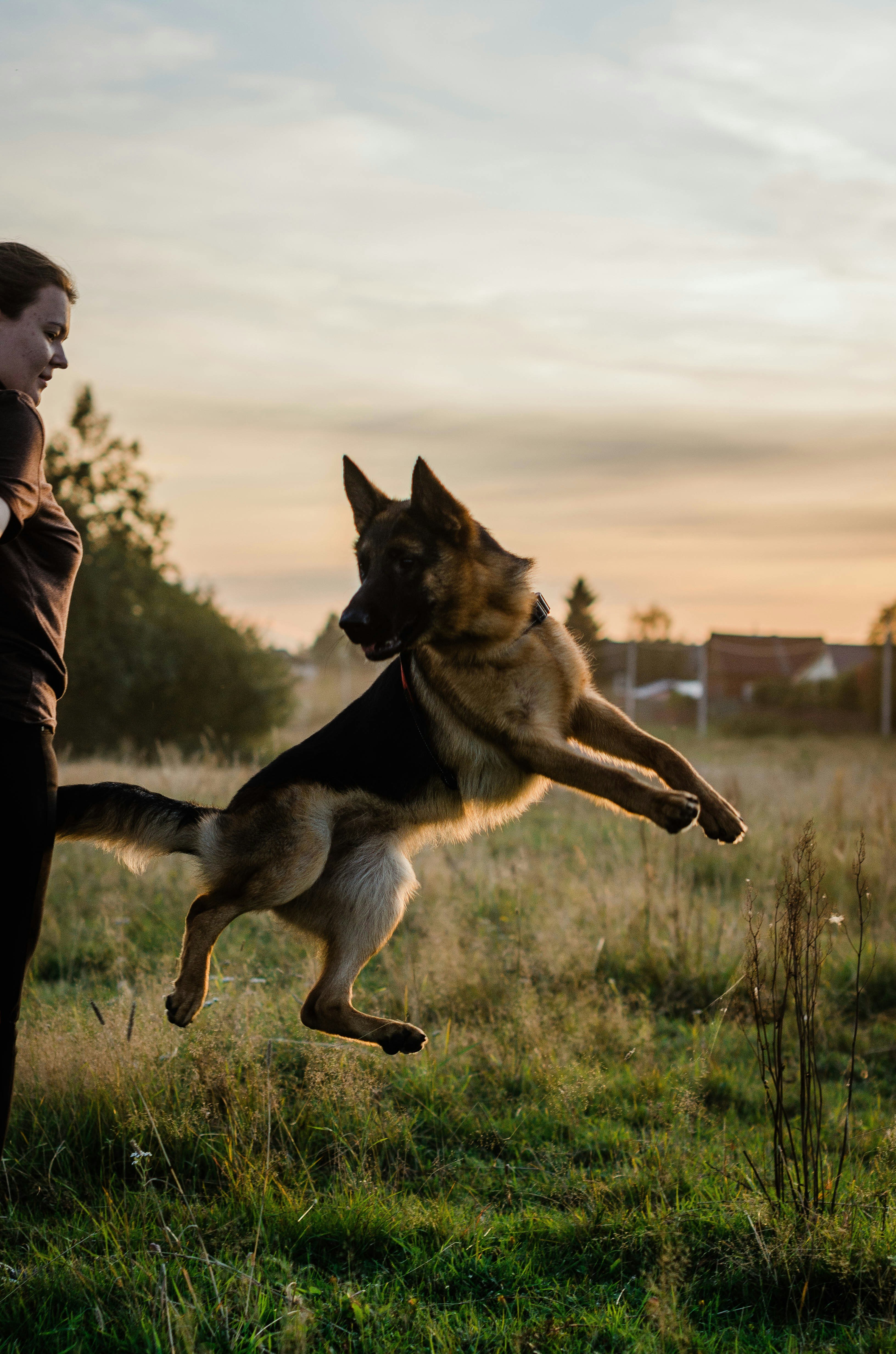 Dog training service in Marbella