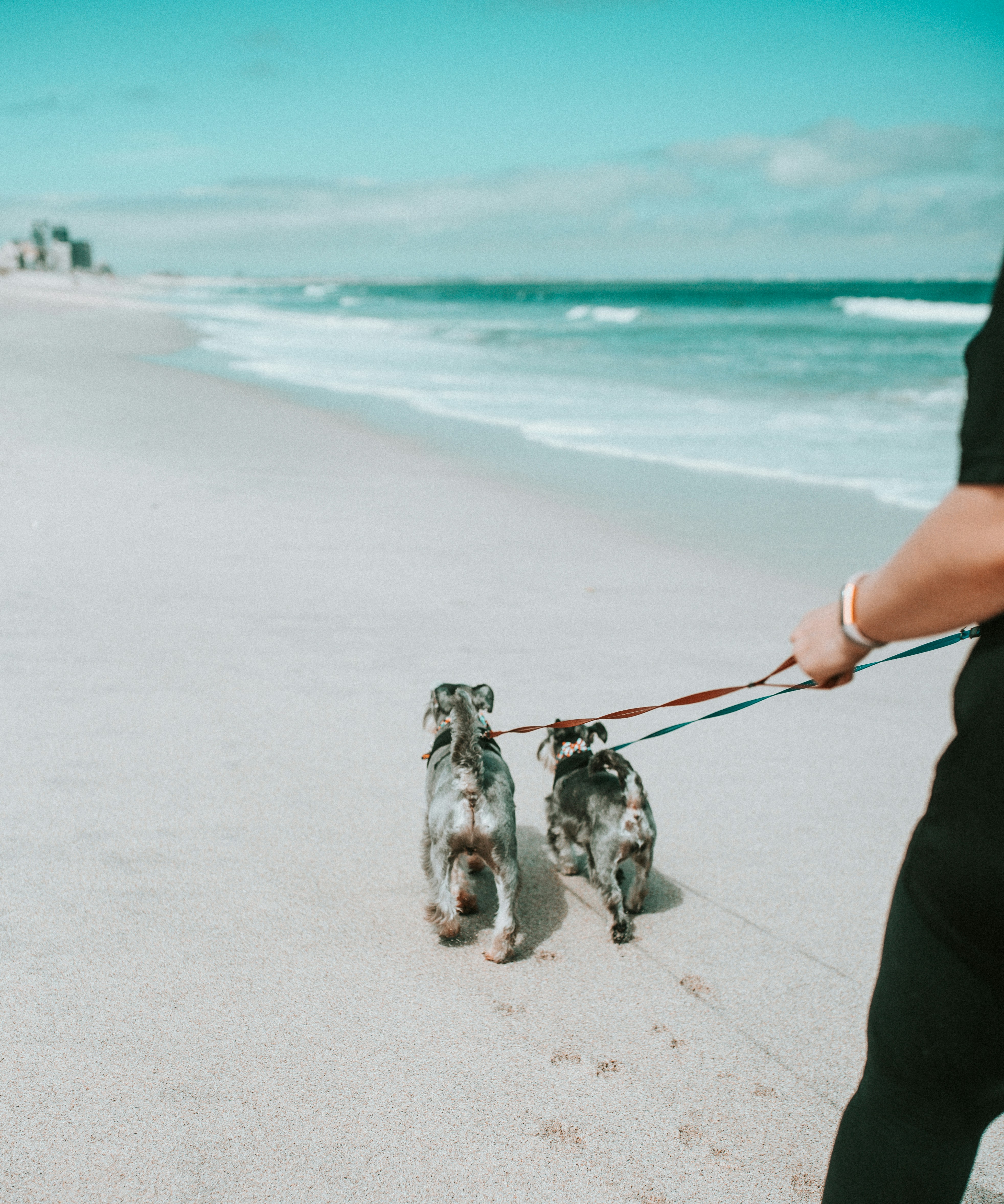 Professional dog walking service in Marbella