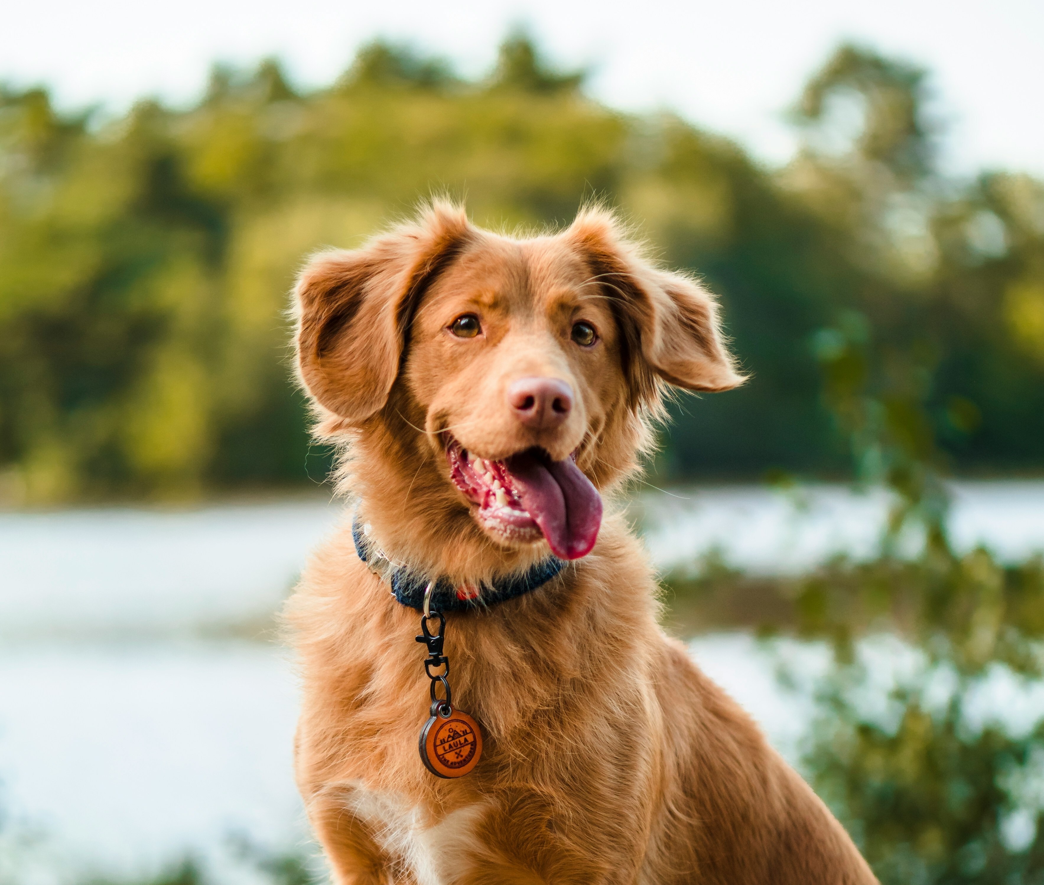 MarbellaDogWalks Logo