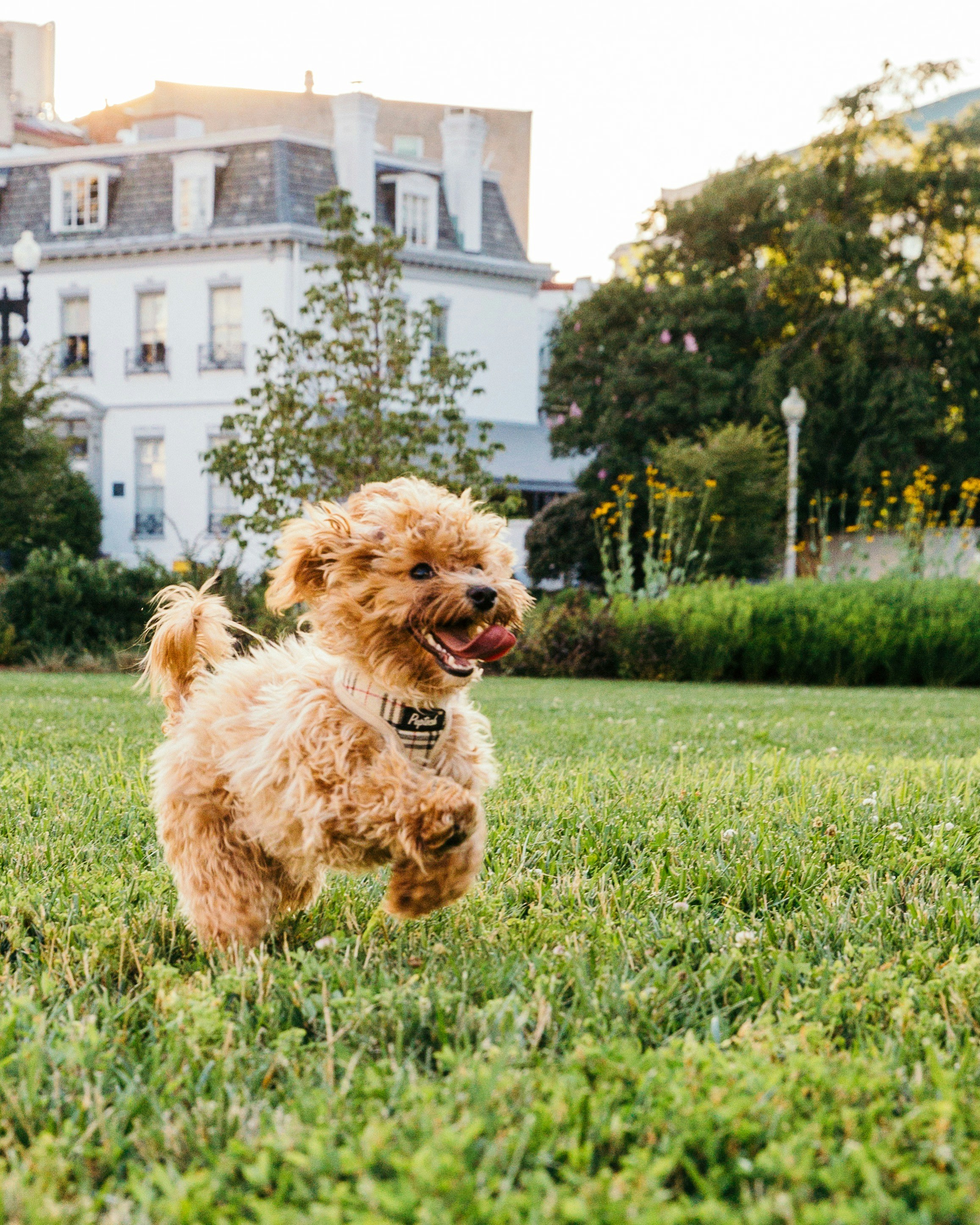 Happy dog walking in Marbella with MarbellaDogWalks