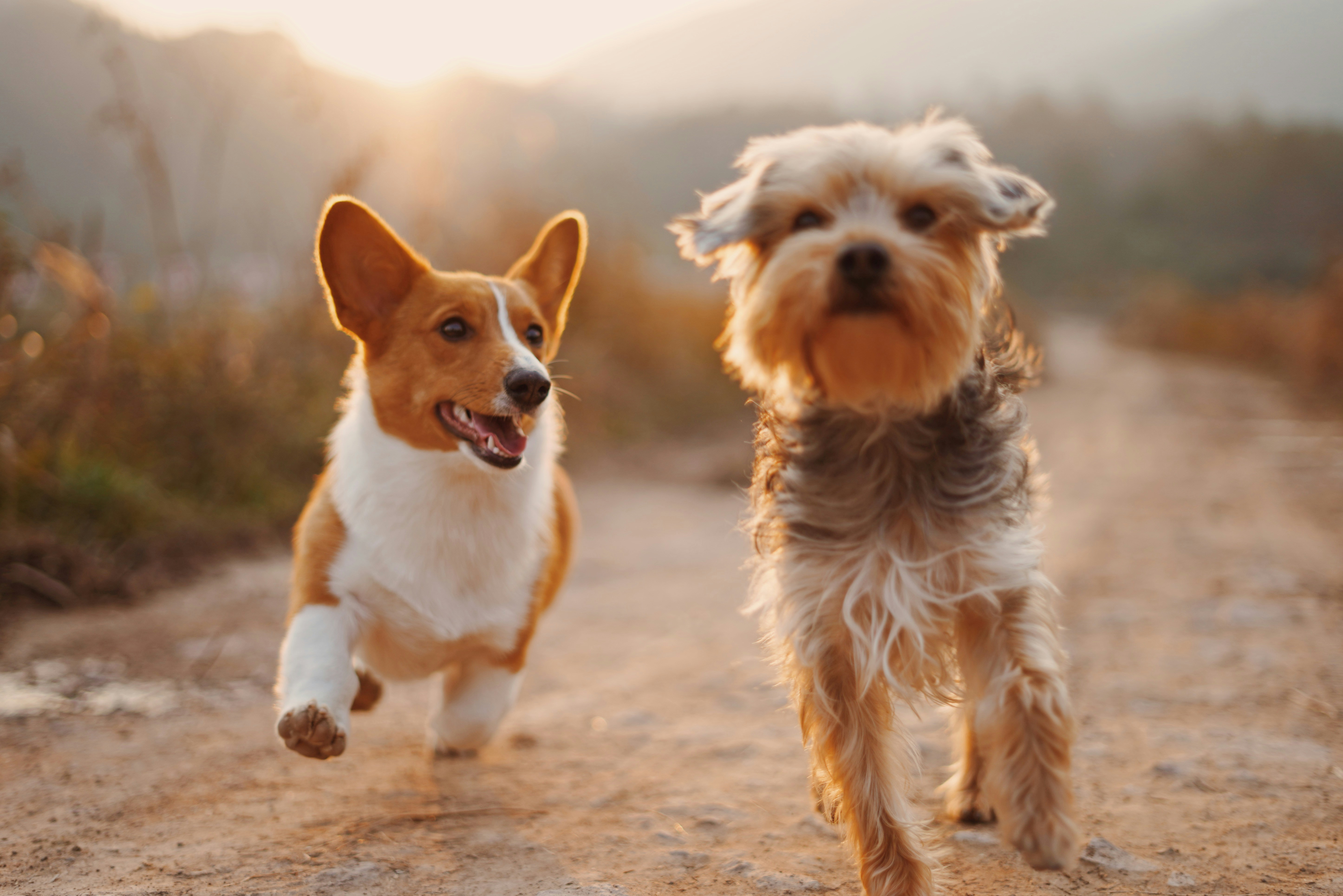 Dog socializing and playing